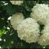 Accented Edges 