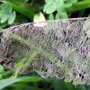 Leaf Structure 2.jpg