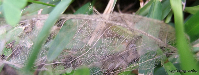 Leaf Structure 3.jpg