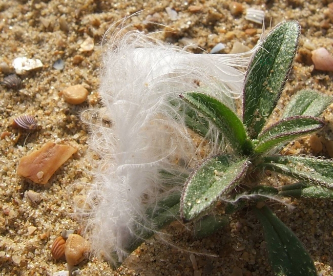 Feather 1 