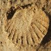 Scallop Imprint