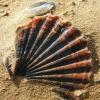 Scallop Shell 2