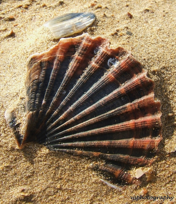 Scallop Shell 2