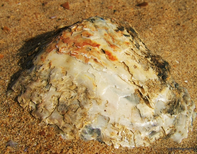 Shell Mountain