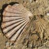 Beach Finds