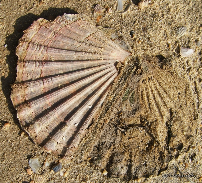Shell and Print