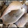 Shells 1