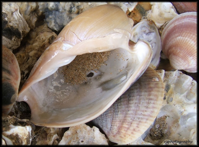 Shells 1