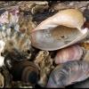 Shells