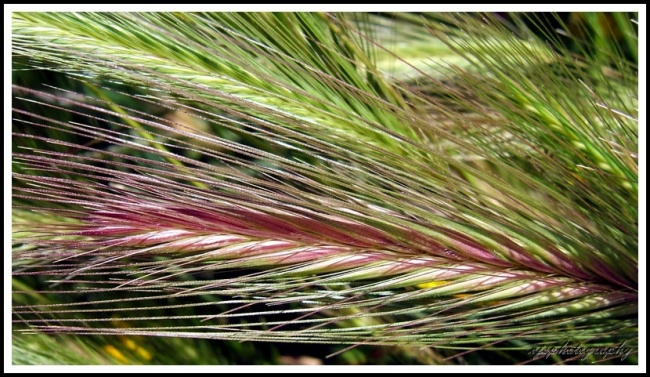 Colours of Grass Cadiar