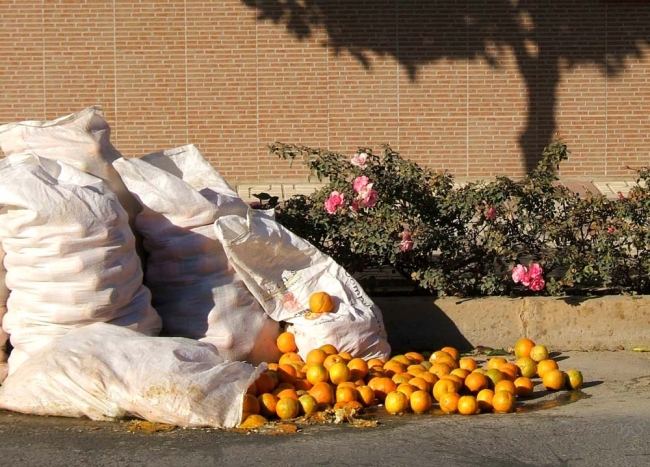 Street Oranges Espartinas