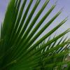 Close up Pineapple Palm Leaf