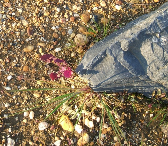 Grass and Stone