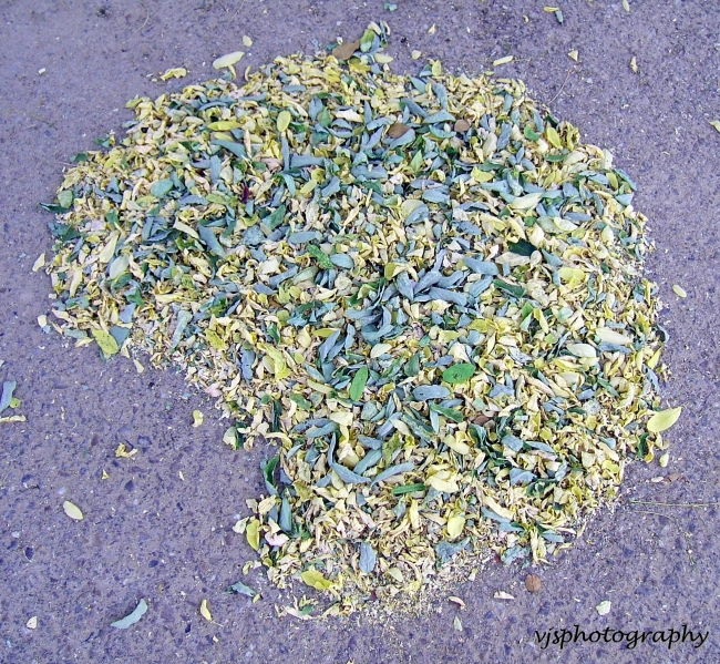 Leaf Pattern on Ground