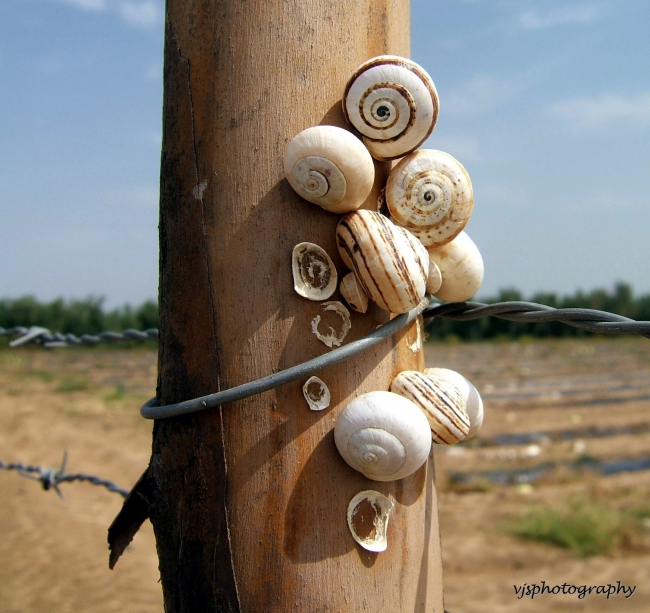 Snails on a post