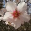 Almond Blossom 