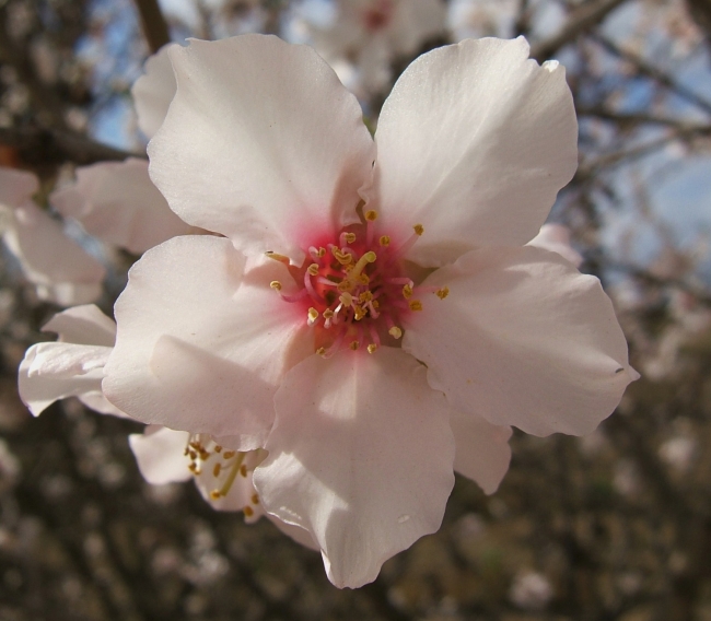 Almond Blossom 