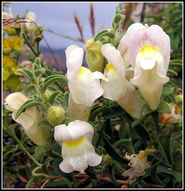 Antirrhinum