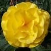Begonia Scone