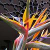 Bird of Paradise