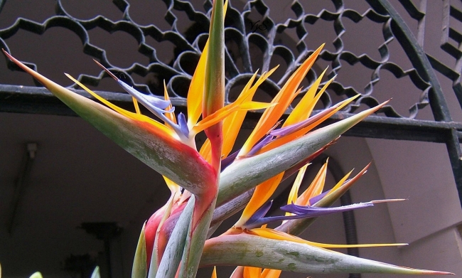 Bird of Paradise