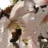 Blossom and Bee