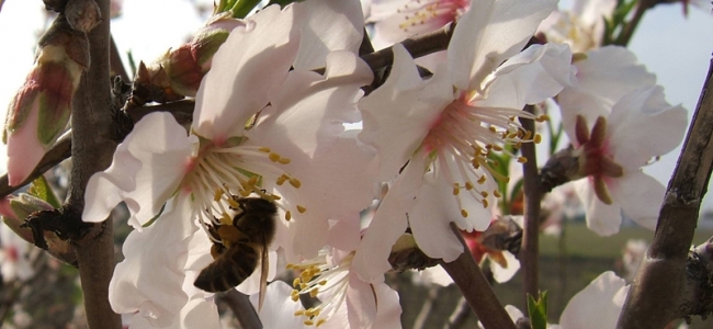 Blossom and Bee