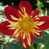 Dahlia