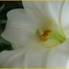 Late Lillies 3