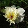 Macro Flower