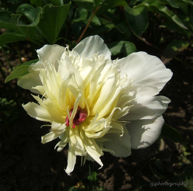 Macro Flower