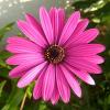 Pink Daisy