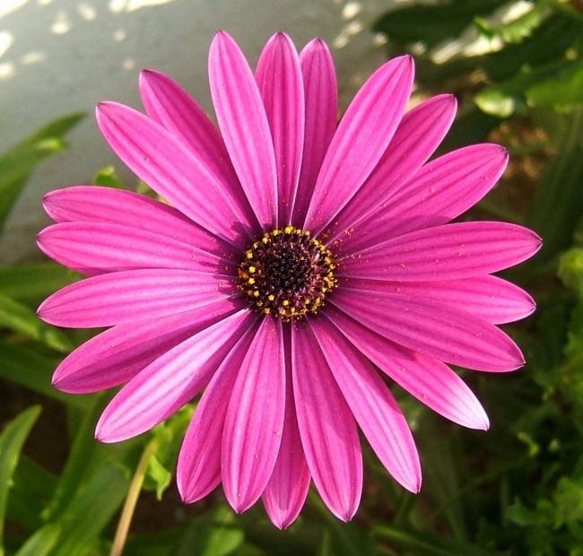 Pink Daisy