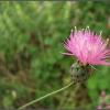 Pink Flower