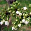Plum Blossom 2