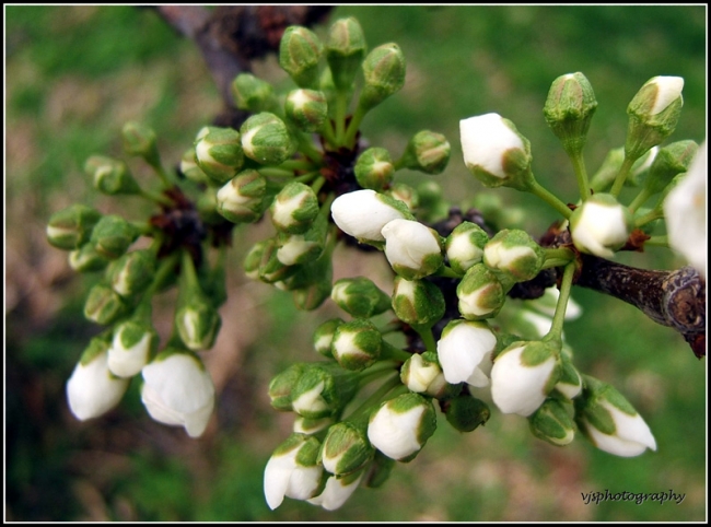 Plum Blossom 2