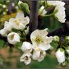 Plum Blossom