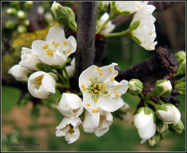 Plum Blossom