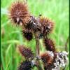 Prickly Seeds