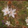 Reed Flower