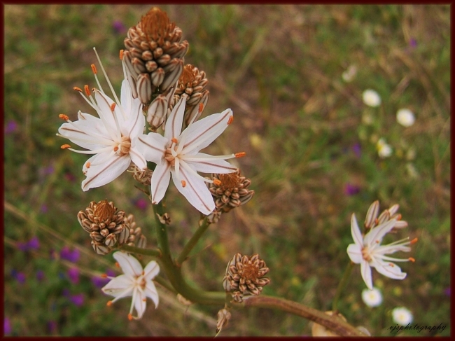 Reed Flower