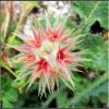 Star Flower 