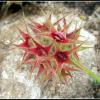 Star Flower