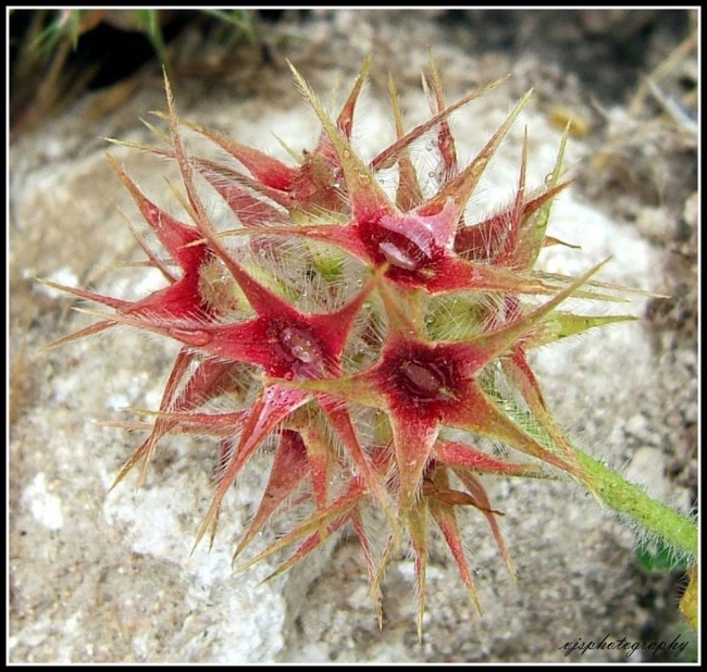 Star Flower