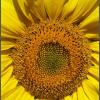Sunflower Head 