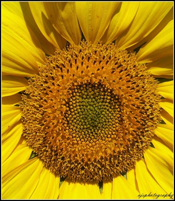 Sunflower Head 