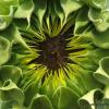 Sunflower unopened