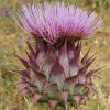 Thistle Head