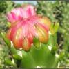 Unopened Pink Cacti Flower