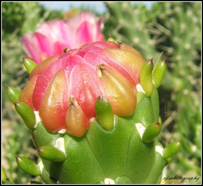 Unopened Pink Cacti Flower